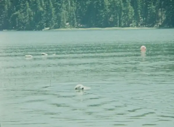 The Reeds, Paulina Lake, OR