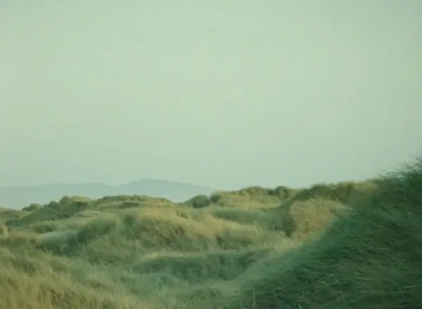 American beach grass, Manzanita, OR
